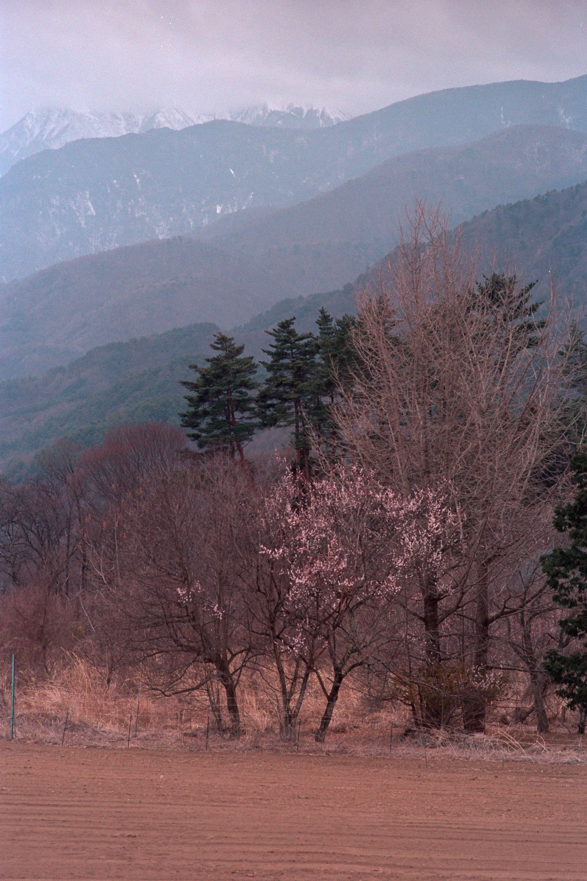 16-bit raw converted with PPRC — 20260326_01_03.jpg