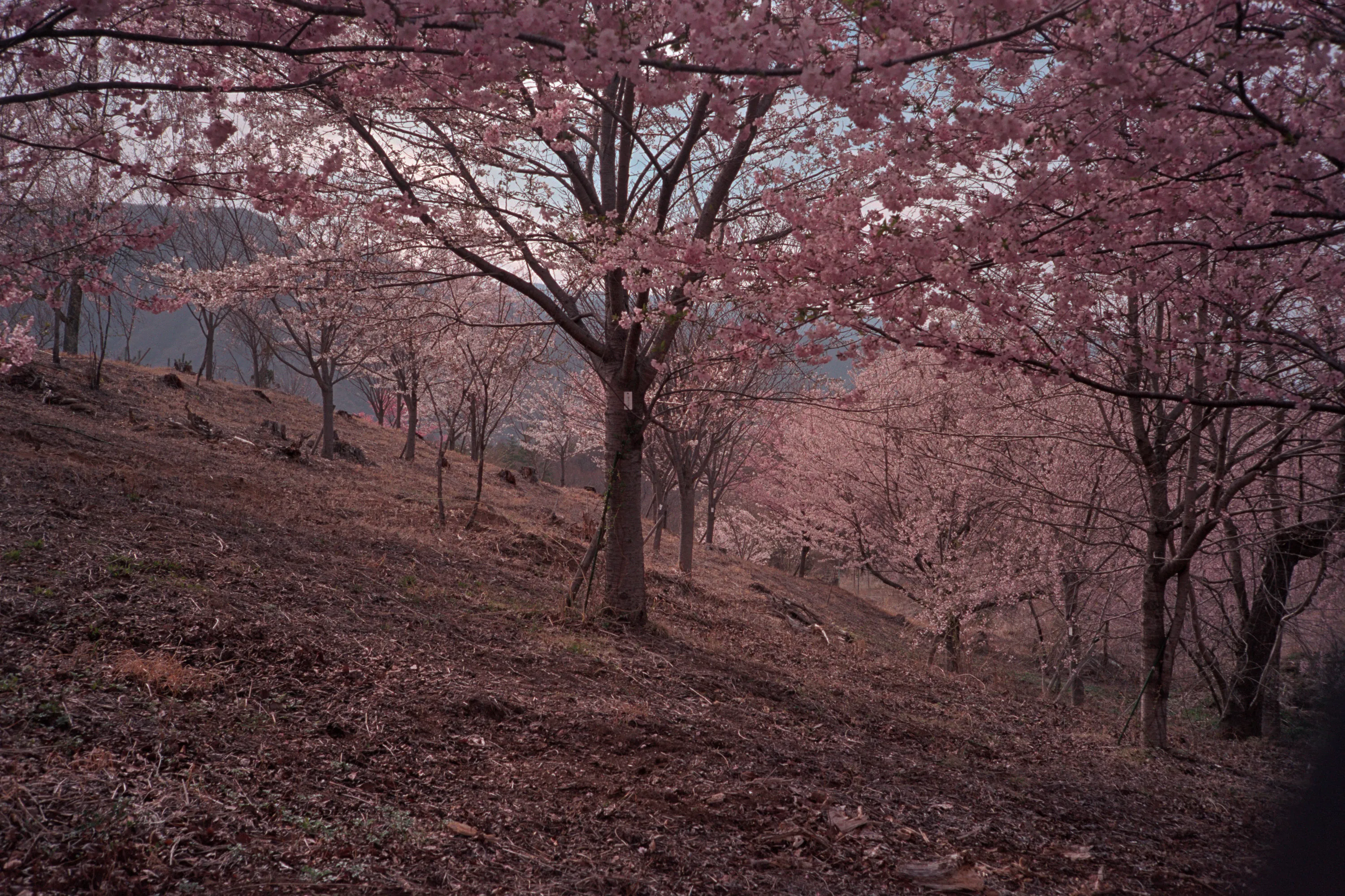 16-bit raw converted with PPRC — 20260406_01_30.jpg
